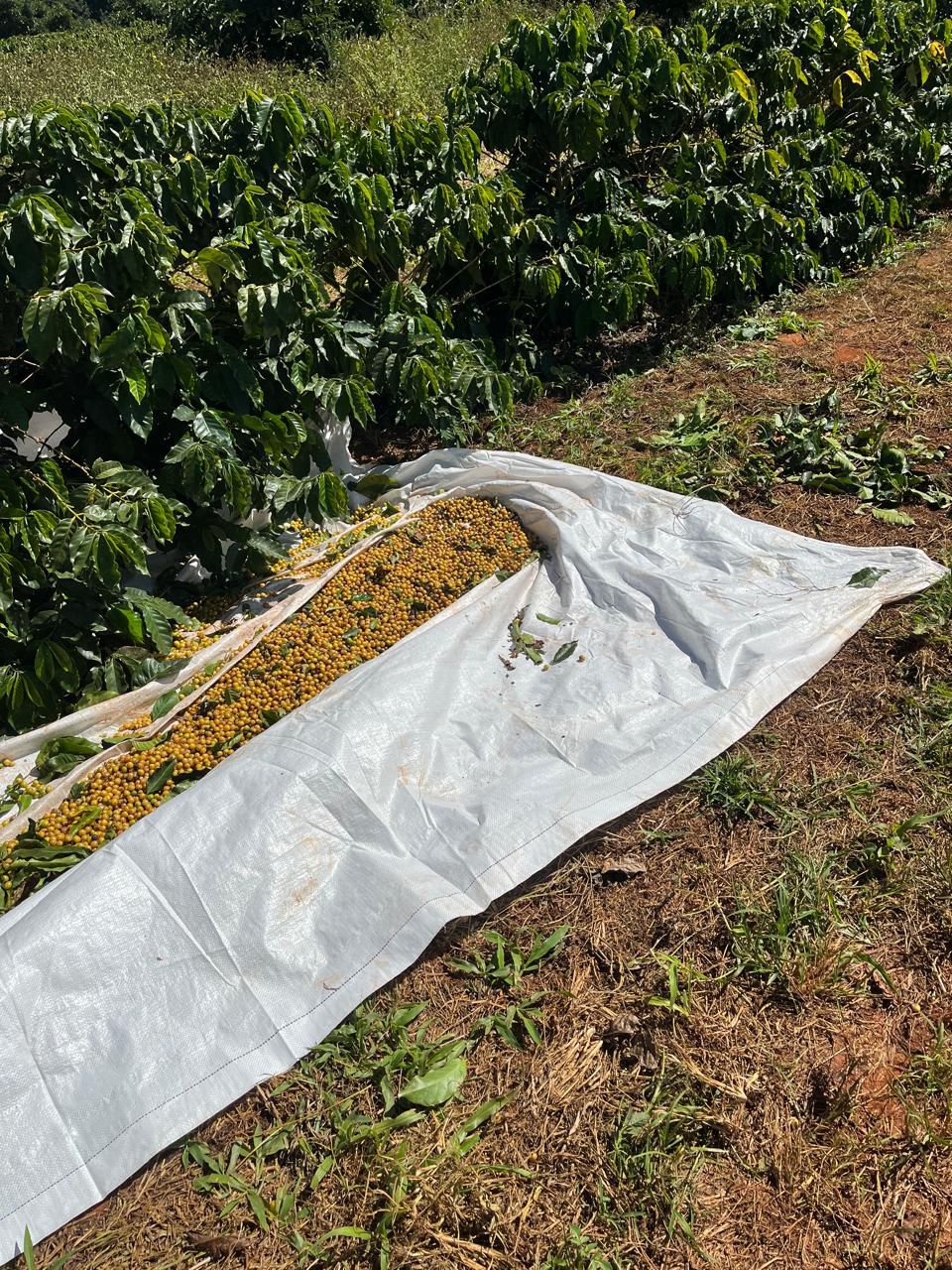 Ernesto Yamamoto - Brazil - Pulped Natural - Medium