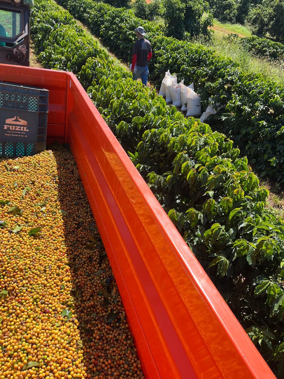 Ernesto Yamamoto - Brazil - Pulped Natural - Medium