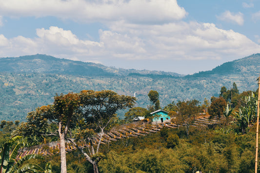 Shantawene - Light - Ethiopia -Natural