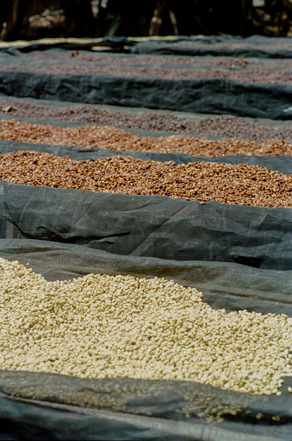 El Puente - Extended Fermentation Washed - Swiss Water Decaf - Honduras - Light