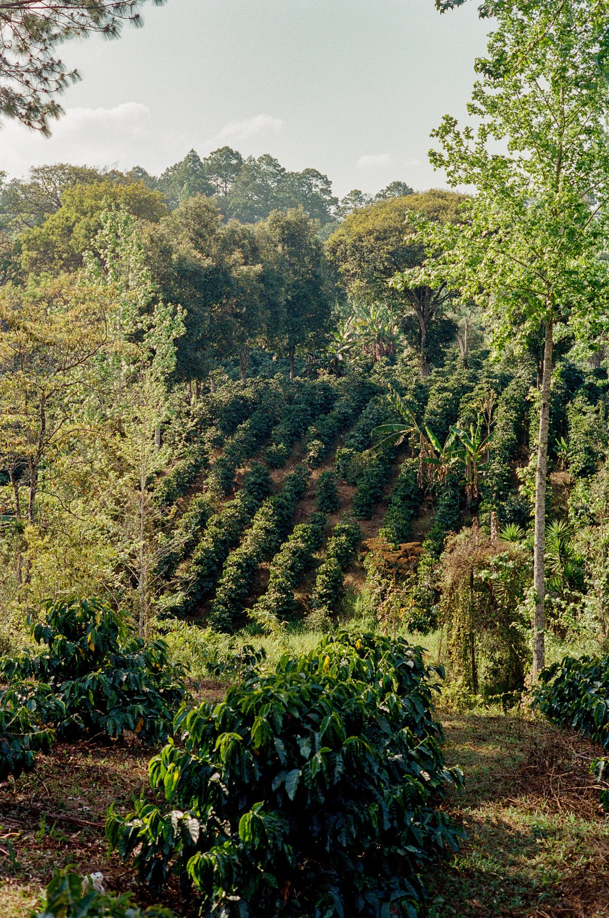 El Puente - Extended Fermentation Washed - Swiss Water Decaf - Honduras - Light