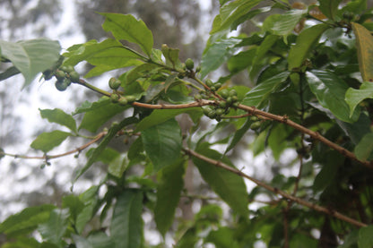 Rimiro - Natural - Light - Burundi