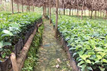 Rimiro - Natural - Light - Burundi