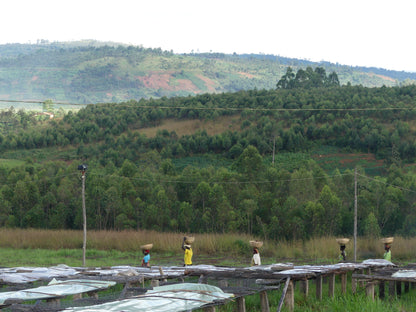 Rimiro - Natural - Light - Burundi