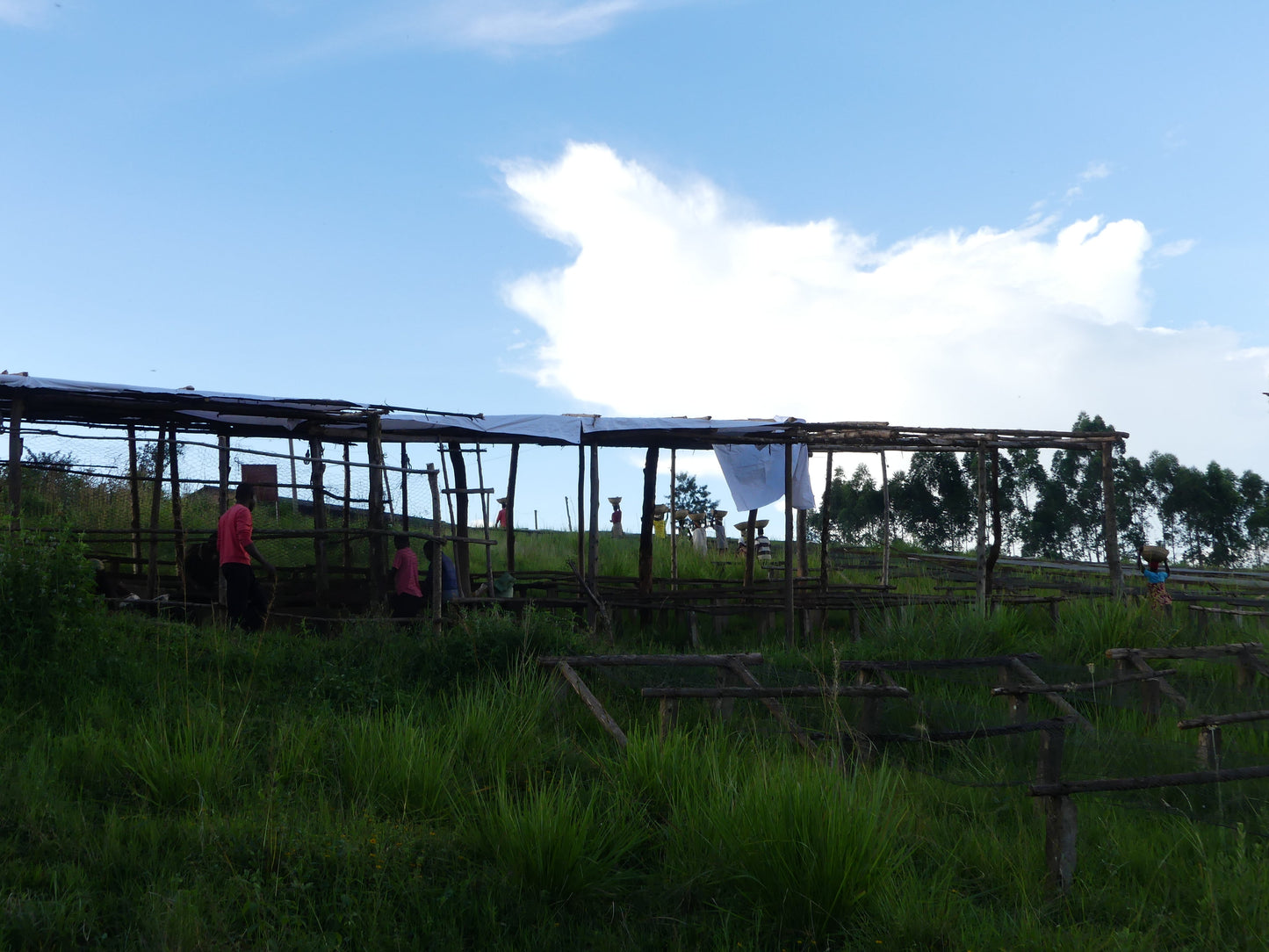 Rimiro - Natural - Light - Burundi