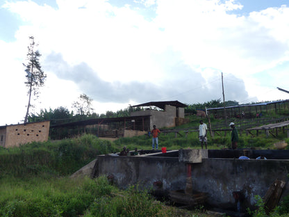 Rimiro - Natural - Light - Burundi