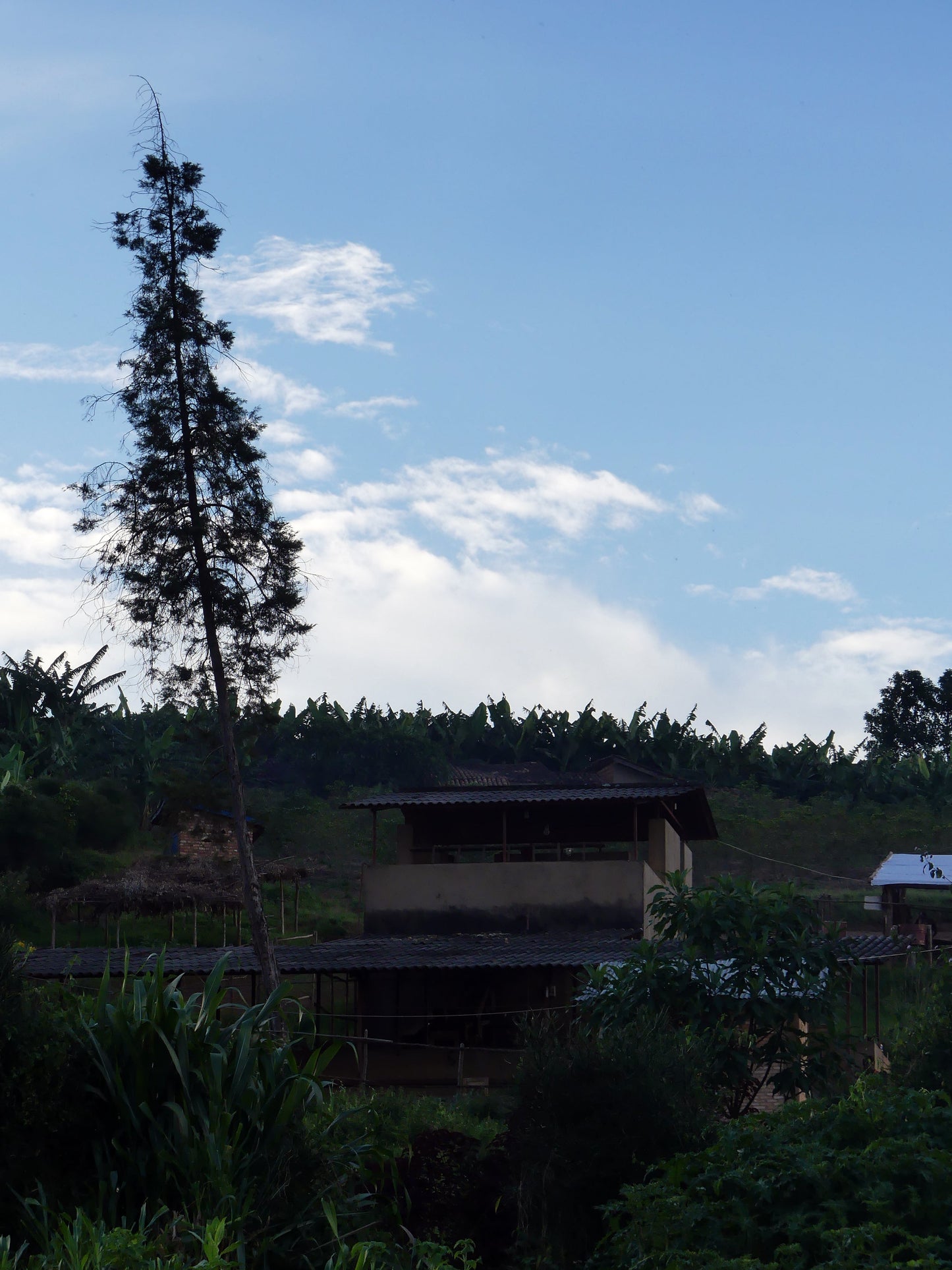 Rimiro - Natural - Light - Burundi