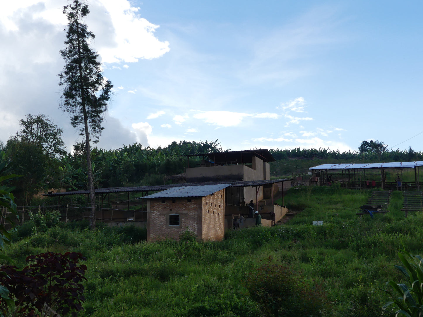 Rimiro - Natural - Light - Burundi