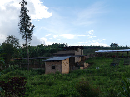 Rimiro - Natural - Light - Burundi