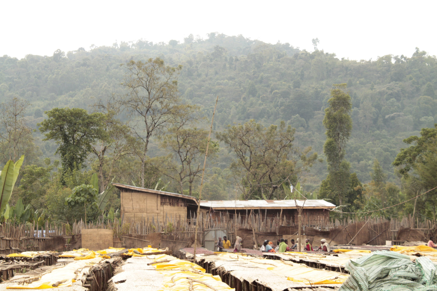 Guji Hadeso - Washed - Light - Ethiopia