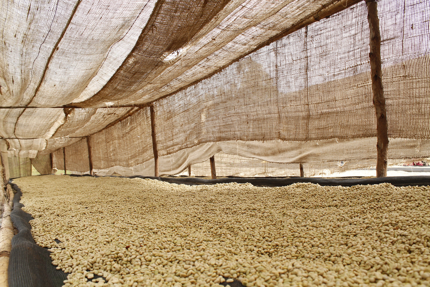 Guji Hadeso - Washed - Light - Ethiopia