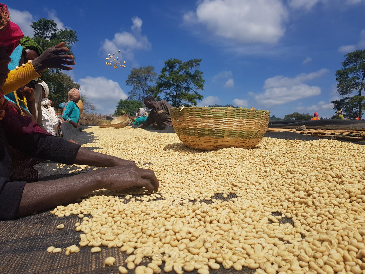 Guji Hadeso - Washed - Light - Ethiopia