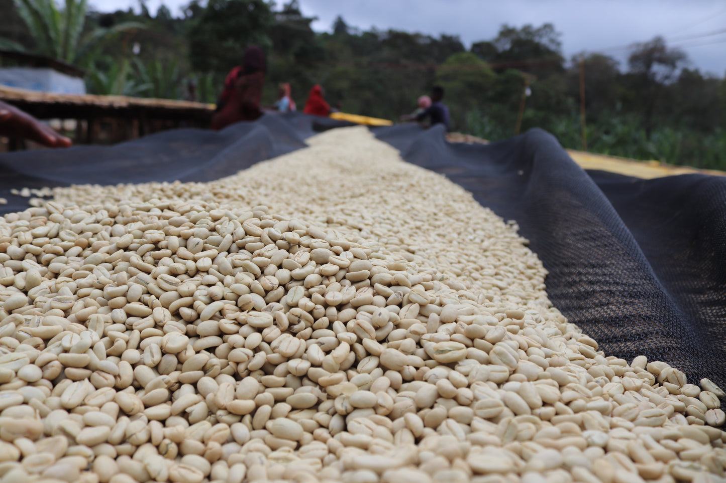 Guji Hadeso - Washed - Light - Ethiopia