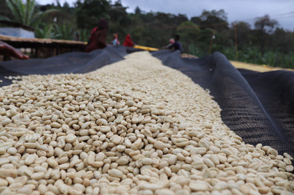 Guji Hadeso - Washed - Light - Ethiopia