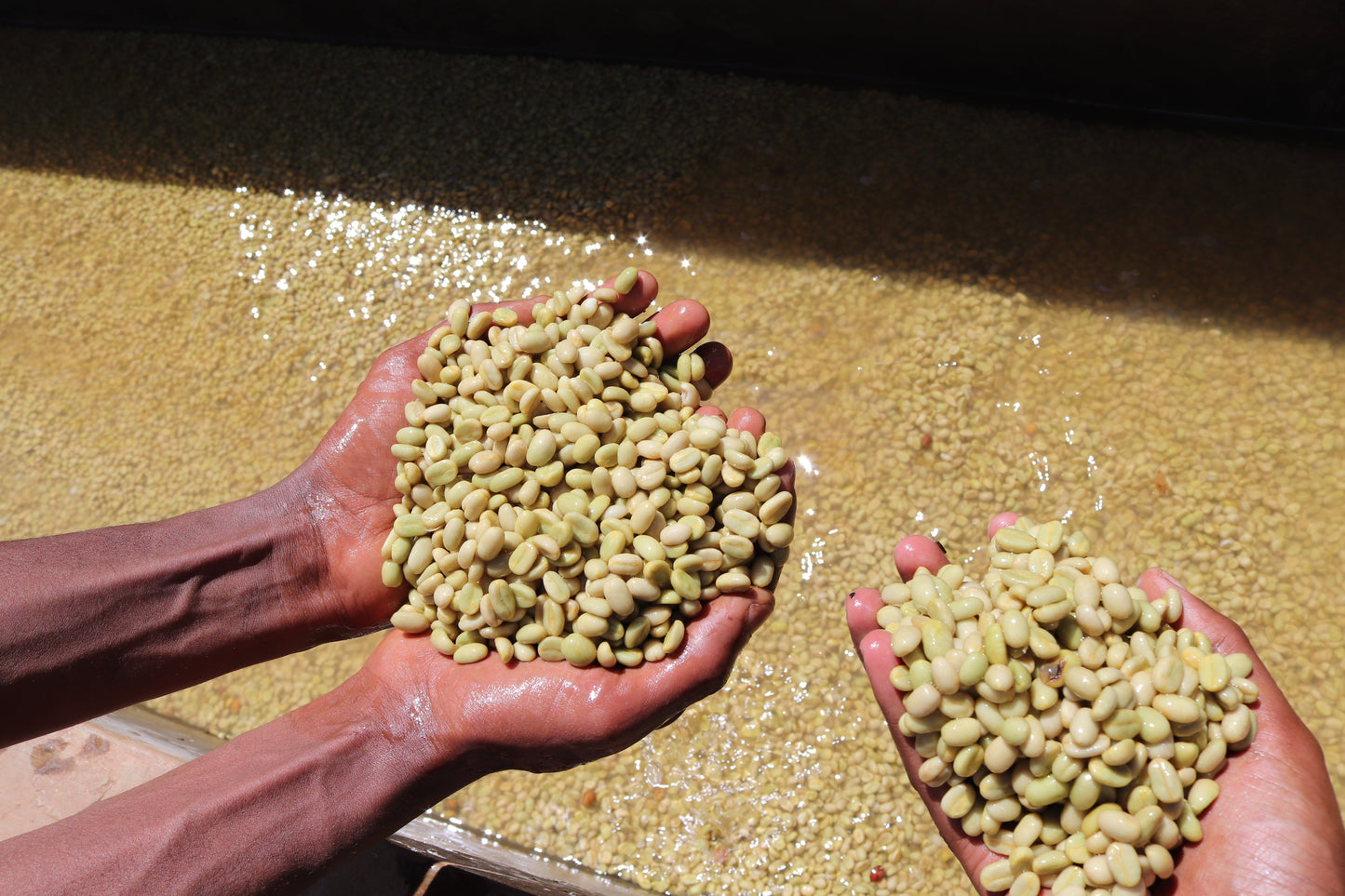 Guji Hadeso - Washed - Light - Ethiopia