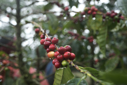 El Jardin - Luis Rubio - Natural Carbonic Maceration - Nicaragua - Light