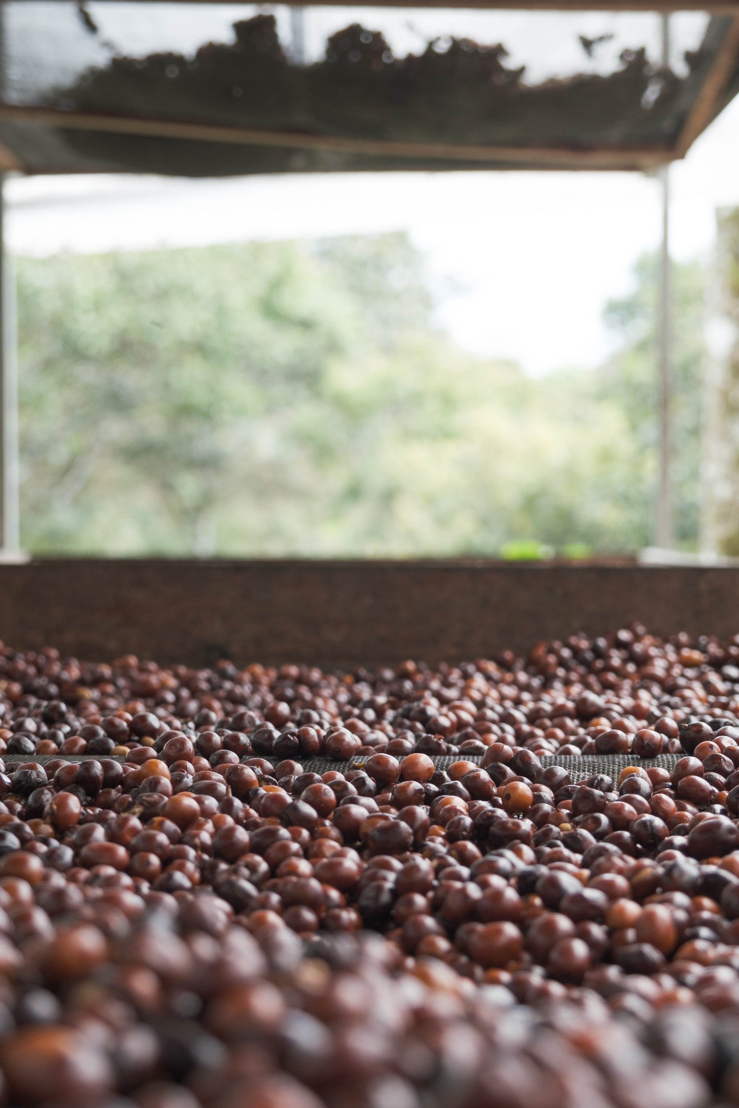 El Jardin - Luis Rubio - Natural Carbonic Maceration - Nicaragua - Light