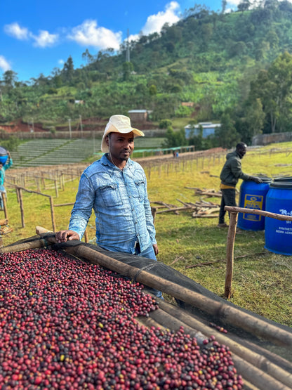 Basha Bekele - Anaerobic Natural - Ethiopia - Light