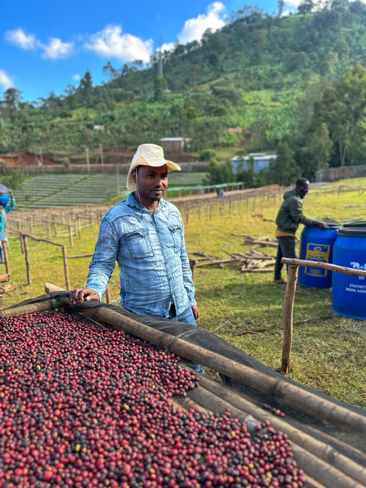 Basha Bekele - Anaerobic Natural - Ethiopia - Light