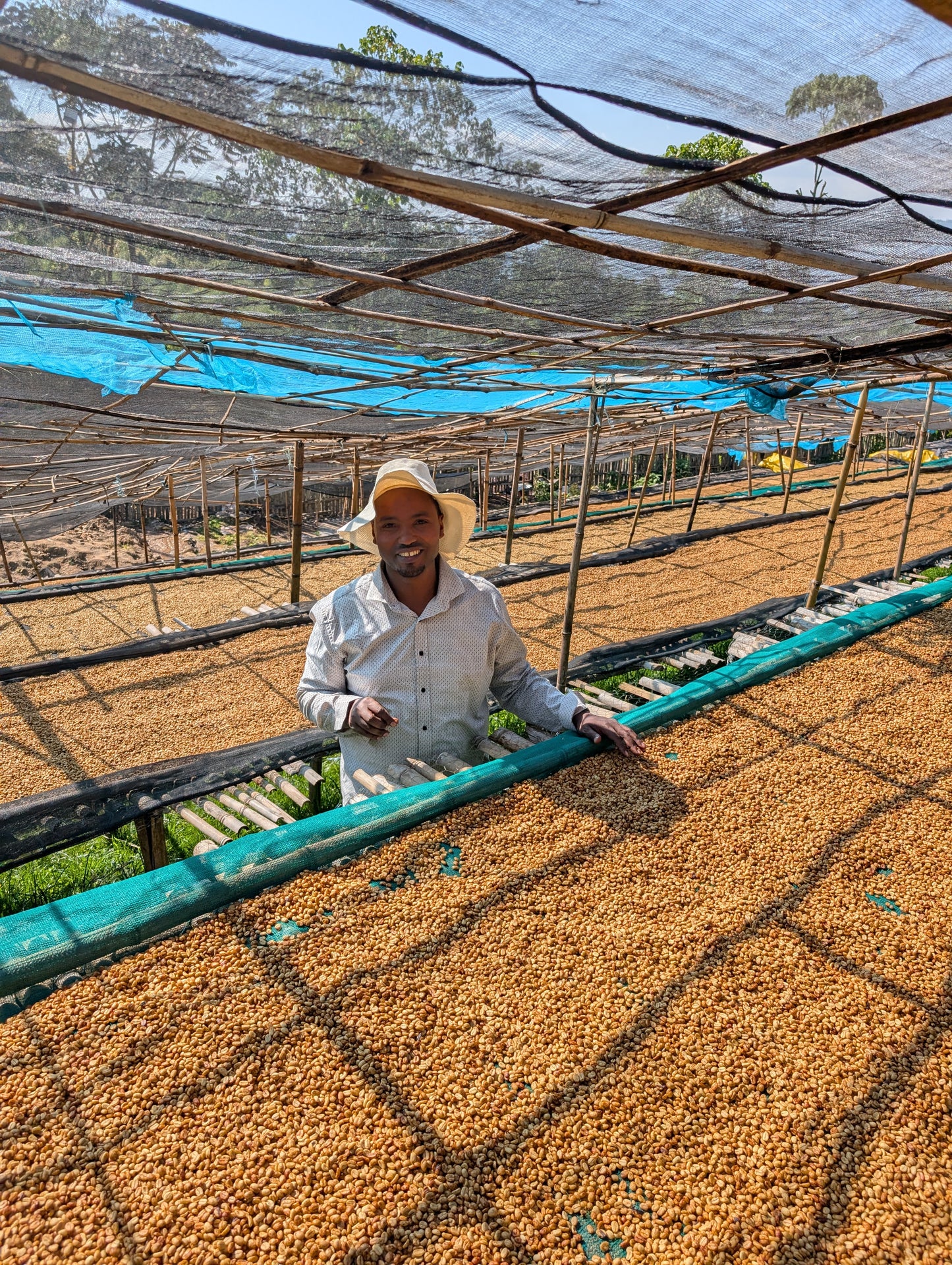 Basha Bekele - Anaerobic Natural - Ethiopia - Light