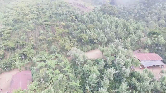 Florencia - Rodulfo Lopez - Washed- Medium - Guatemala